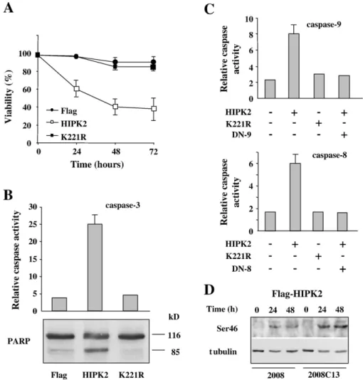 Fig. 3. HIPK2 overexpression induces apoptosis in 2008C13 chemoresistant cells. (A) 2008C13 cells were transfected with HIPK2, K221R, and Flag-empty expression vectors and cell viability was measured by trypan blue exclusion 24, 48, and 72 h post-transfect