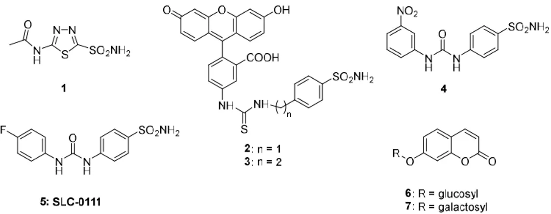 Figure  1.  Carbonic  anhydrase  inhibitors  (CAIs)  that  were  crucial  for  validation  of  CA  IX/XII  as 