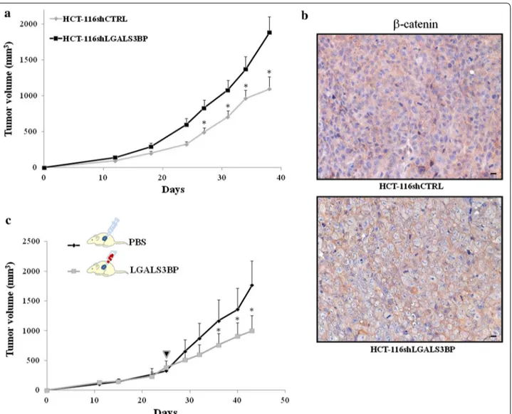 Fig. 2  LGALS3BP knock-down affects growth of tumor xenografts and is associated with a reduction in β-catenin expression