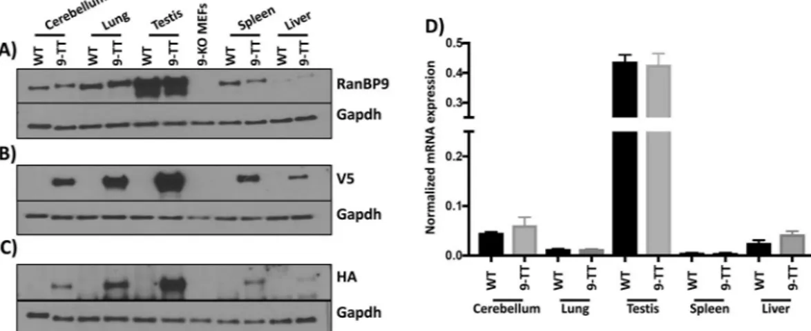 Figure 3.  Protein and transcript expression of RanBP9 in selected adult RanBP9 WT and RanBP9-TT (9-TT)  mouse tissues