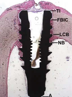 Figure 3. Histological image illustrating the landmarks for the histological evaluation