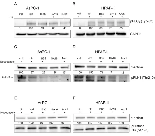 Figure 5. (A,B) Effect of SA16 and IB35 on  PLCγ1 Tyr783 phosphorylation. AsPC-1 (A) and HPAF-II  (B) were serum starved for 24 h, treated for 30 min with IB35, SA16 (both 10 µΜ) or GSK2334470 (5  µΜ) and stimulated for 10 min with 25 ng/mL of EGF to induc