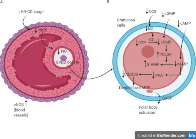 Figure 2. Molecular cascade in antral follicle (A) and oocytes (B) during the process of GVBD and meiotic resumption after 