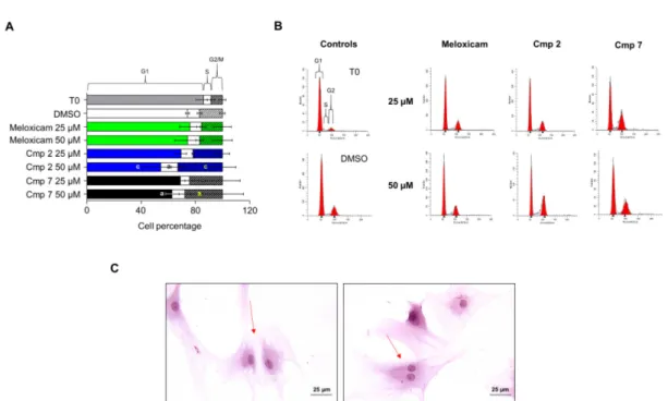 Figure 5. Cell cycle analyzed in tendon-derived cells pre-incubated with hydrogen peroxide (H 2O2) in the presence of  Meloxicam and Cmp 2 and Cmp 7