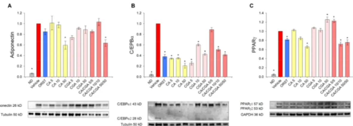 Figure 4. Caffeic and chlorogenic acids diminished adiponectin, CAAT/enhancer-binding protein  alpha (C/EBPα) and peroxisome proliferator-activated receptor γ (PPARγ) protein production in  human SGBS adipocytes