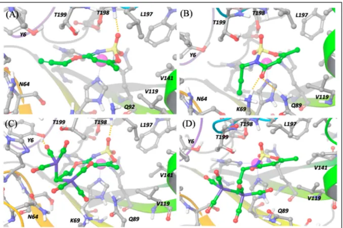 Figure 7. Predicted binding poses of a (panel (A)), b (panel (B)), 1 (panel (C)) and 2 (panel (D)) into hCA XII pocket