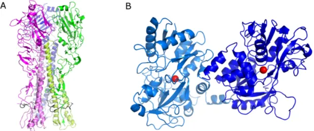 Figure 1. (A) Cartoon representation of the hemagglutinin (HA) trimeric protein. Each monomer has 