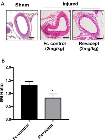 Figure 7.  Effects of Revacept administration neointima formation following vascular injury in mice