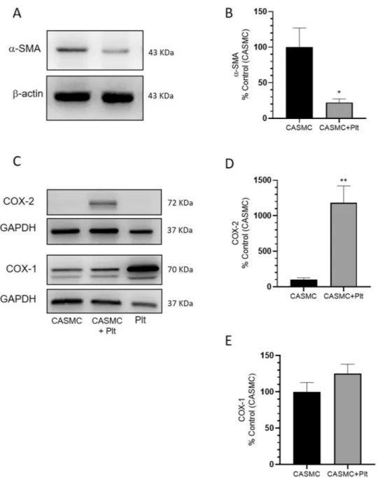 Figure 2.  Effects of platelets on α-SMA, COX-2, and COX-1 protein levels in CASMC cultured alone or 