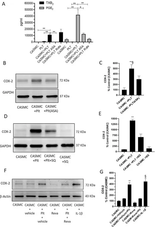 Figure 4.  Effects of platelets on prostanoid generation and COX-2 expression of CASMC
