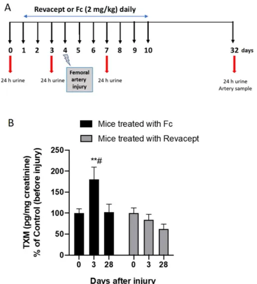 Figure 5.  Effects of Revacept administration on urinary levels of TXM in mice in response to injury