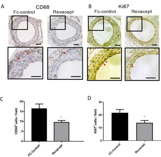 Figure 6.  Effects of Revacept administration to mice on CD68 and Ki67 expression in femoral artery sections