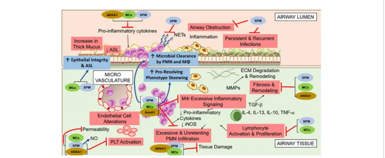 FIGURE 1 | Overlapping specialized proresolving lipid mediators (SPM), Annexin A1(ANXA1), and Melanocortin (MCs) bioactions, relevant to control cystic ﬁbrosis (CF) airway inﬂammation