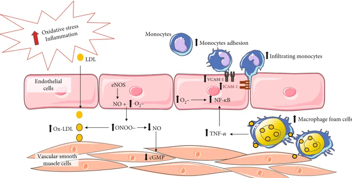 Figure 1: Endothelial dysfunction. Figure adapted from Di Pietro N. et al. JSM Atherosclerosis, 2016 [12]
