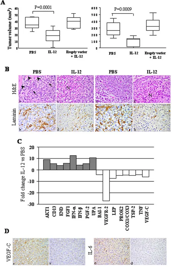 Figure 3. Anti-tumor activity of IL-12 on NSCLC in vivo. 3A. Volume of tumors grown after Calu6/b2 cell inoculation orthotopically (left panel) or subcutaneously (right panel) in PBS and hrIL-12 treated animals