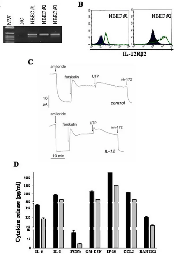 Figure 4. IL-12Rb2 expression and function in normal bronchial epithelial cells. 4A. IL-12RB2 expression in human primary bronchial epithelial cells, as assessed by RT-PCR