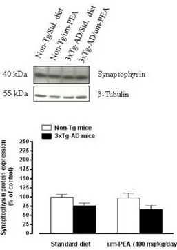 Figure 6. Oral ultramicronized palmitoylethanolamide treatment did not affect synaptophysin levels 