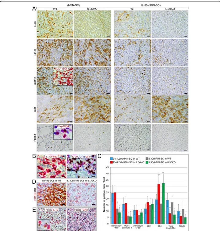 Fig. 2 Immunopathological profile of tumors developed after sc. implantation of IL-30-silenced PIN-SCs in WT and IL-30KO mice