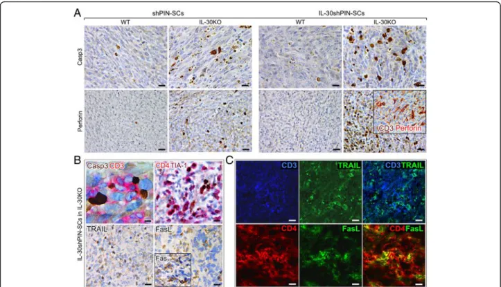 Fig. 3 Immunohistochemical detection of apoptosis-related proteins and CTL cytotoxic molecules in tumors that developed after sc implantation of IL-30-silenced PIN-SCs in IL-30KO mice