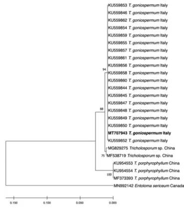 Figure 1. Maximum-likelihood (Tamura-Nei model) tree showing the phylogenetic position of the  Tricholosporum goniospermum PeruMyc2084 isolate used in this study (corresponding to MT707943)
