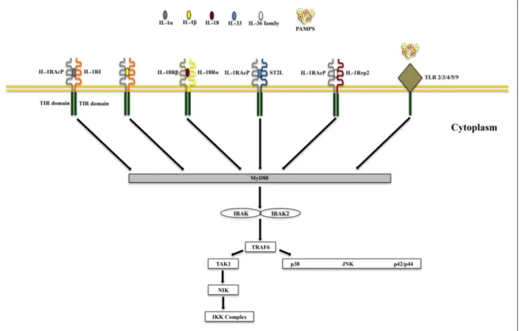 FIGURE 2 | Common signaling pathway for Toll/IL-1R (TIR) family members. TLRs possess significant homology to IL-1R family members and