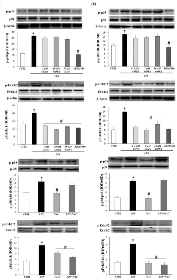 Figure 8. Effects of GOFA on p-p38 and pERK1/2 kinase. Analysis of phosphorylation level of p38  and extracellular signal-regulated kinases (ERK) in GOFA-treated U937 (a) and HCT116 (b) by  Western blotting