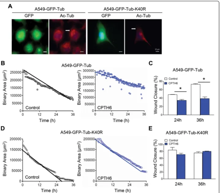 Fig. 5 a Representative images of immunofluorescence for DNA (blue), GFP (green), and acetylated α-tubulin (red) of A549 cells overexpressing α-tubulin WT-GFP (A549-GFP-Tub) or α-tubulin K40R-GFP (A549-GFP-Tub-K40R)