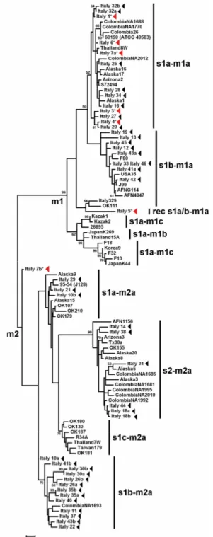Figure 1.  Phylogenetic tree of 100 vacA s and m Helicobacter pylori sequences. The 45 sequences 