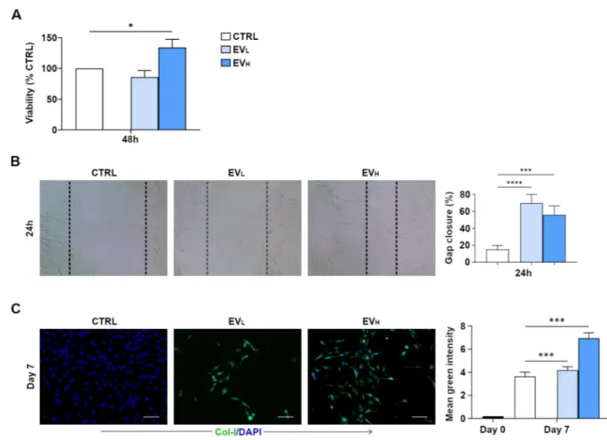 Fig 4. rBMSC-EVs promote tendon-derived cell proliferation and migration, and increase expression of collagen type I