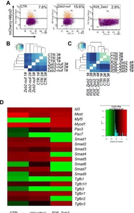 Figure 3. FACS-sorting and single cell RNAseq analysis of Zeb2-null and R_26 Zeb2 mESCs