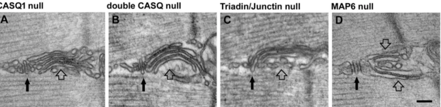 Fig. 2    Exercise-like SR remodeling is also found in animal models  with defective Ca 2+   handling