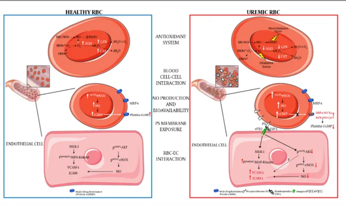 Figure 1. Schematic Presentation of the Main Uremic RBC Alterations Compared to Healthy RBC