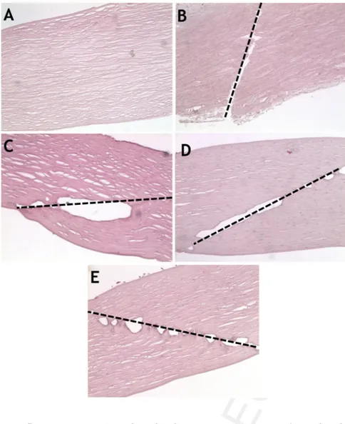 Figure 1. Hematoxylin –eosin staining of cor- cor-neas cut with a manual (B: Group 2) or  femto-second laser technique at energy settings of 3 mJ (C: Group 3), 6 mJ (D: Group 4), and 15 mJ (E: Group 5)