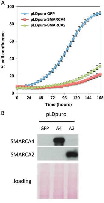 Figure 5. Re-expression of SMARCA4 or SMARCA2 suppresses