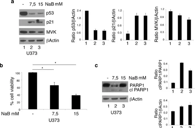 Figure 3. NaB downregulates mutp53 expression level and reduces cell viability in U373 glioblastoma cells