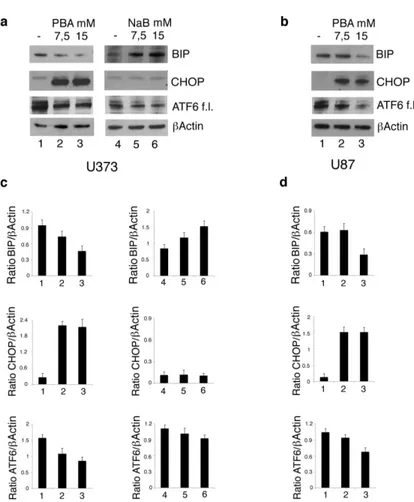 Figure 4. PBA and NaB differently affect the expression of the Unfolded Protein Response (UPR) molecules in U373 cells