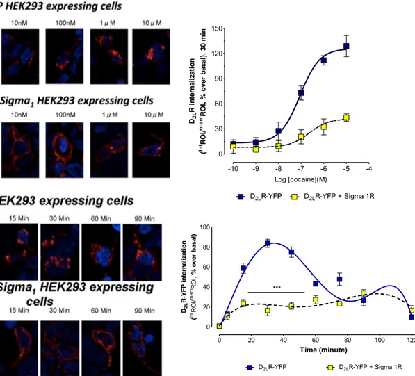 Fig. 5 Effects of cocaine on internalization of D 2 R YFP in HEK cells in the