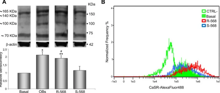 Figure 6. CaSR protein expression in oAFMSCs treated with calcimimetics. (A) Western blot analysis of oAFMSCs cultured with R-568 or S- S-568