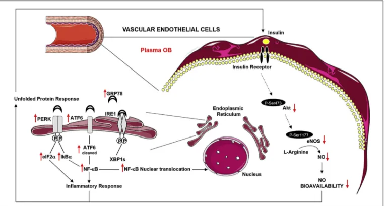 Fig. 8. Effect of plasma from obese children on vascular endothelial cells. As summarized in this scheme plasma from severely obese children (Plasma OB) affect endothelial function by acting on several intracellular signaling pathways