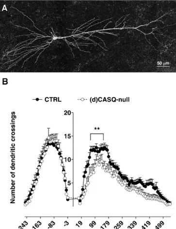 Figure 5. Dendritic tree complexity analysis of CA1 pyramidal neurons. (A) Picture showing an  example of CA1 pyramidal neuron filled with biocytin and reconstructed by a confocal microscope  used to perform the Sholl analysis