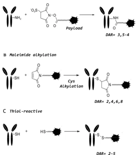 Figure 11. Main reactions used in the cross-linking procedures. (A) Lysine amide coupling, (B)  Maleimide Alkylation, and (C) thiol-reactive conjugation