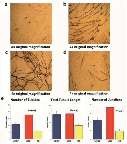 Figure 3. Endothelial/interstitial cells’ co-culture assay showing formation of tubule-like structures 