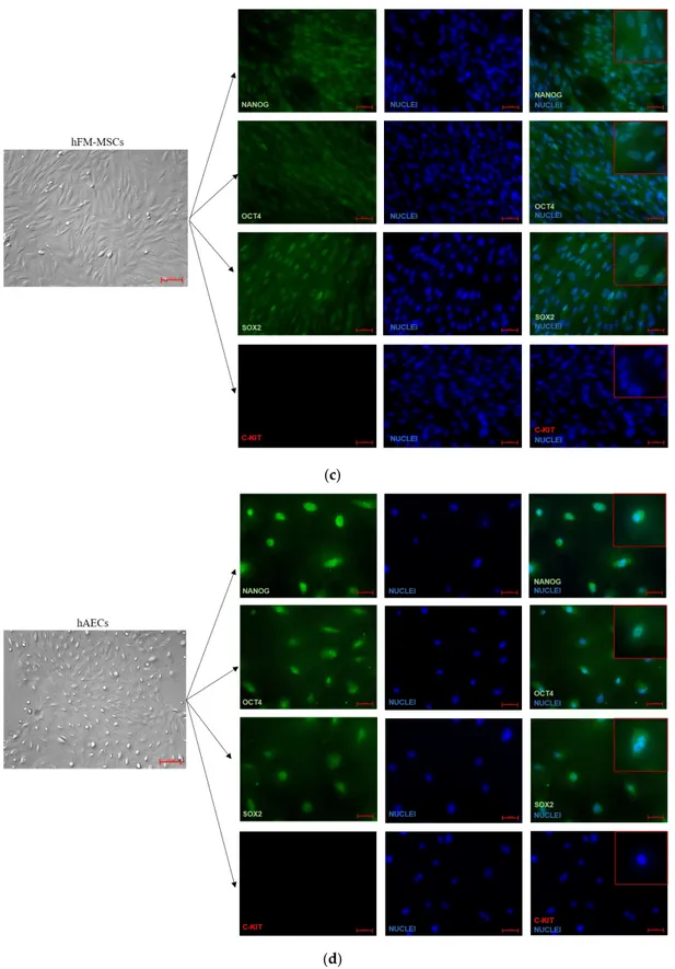 Figure 4. Immunofluorescent analysis for the NANOG, OCT4, SOX2, and C-KIT expression in hiPSCs and perinatal SCs