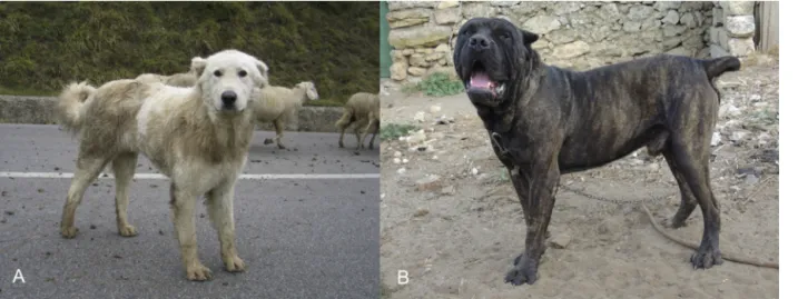 Fig. 1. Examples of natural breeding of dogs (A) Livestock guardian dog ‘Mastino Abruzzese’ from the mountains of Abruzzo, Italy (B) Molossian-type dog ‘Cane Corso’ from rural environment in Southern Italy (photos with permission from A