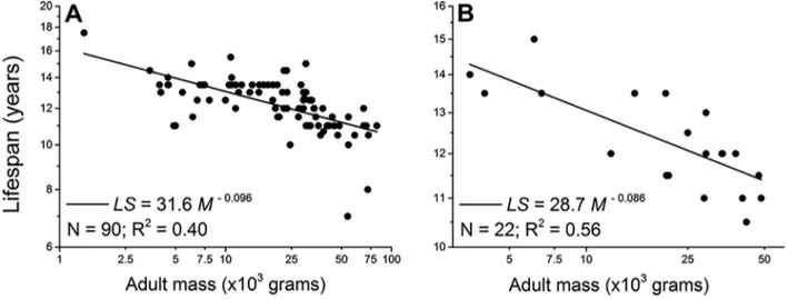 Fig. 3. Lifespan negatively scales, −0.096 scaling power for the average lifespan across 90 breeds of dogs, with adult body mass in male (A) and female dogs (B)