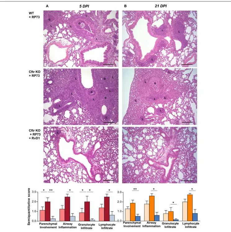 FIGURE 2 | RvD1 improves chronic P. aeruginosa lung infection and inflammation in CF mice