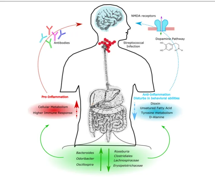 FIGURE 7 | Descriptive model of PANS/PANDAS brain–gut microbiota axis. Model suggests that streptococcal infection can alter gut microbial communities leading to an increment of Bacteroides, Odoribacter, and Oscillospira, and to a reduction of Roseburia, C