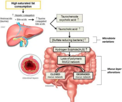 Figure 1. Impact of a high-fat diet on gut microbiota and mucus barrier. [ ], concentrations; ↑, increase; MUC2, Mucin 2.