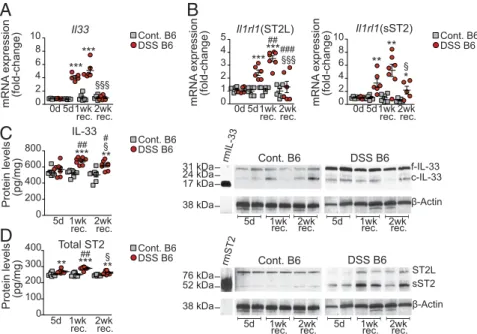 Fig. 1. IL-33 and ST2 are modulated, with differential expression of protein isoforms, during acute DSS challenge and recovery from colitis