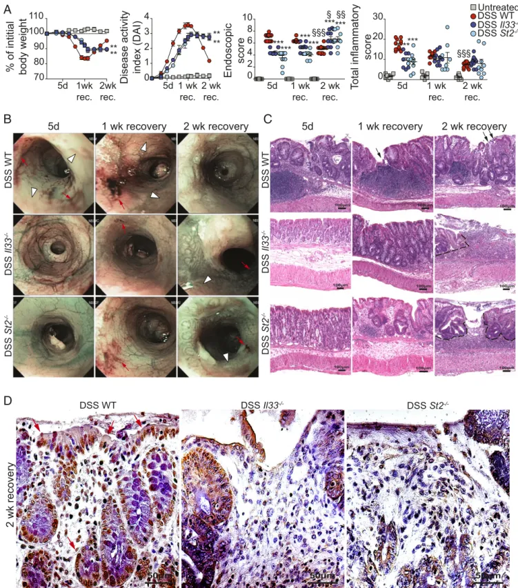 Fig. 3. Absence of the IL-33/ST2 receptor –ligand pair disrupts the ability to recover effectively from DSS-induced colitis